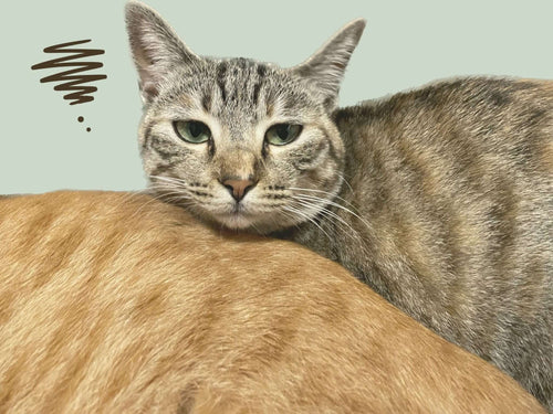 5月病と新茶 考える前に感じる「嗅覚」 - 知覧茶専門店 YOGŪ