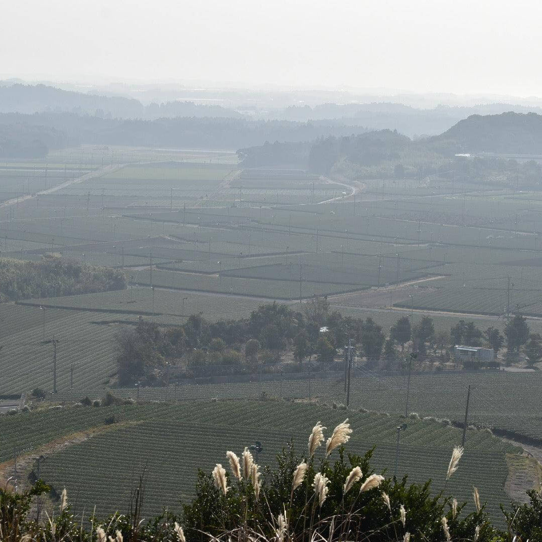 産地である鹿児島県南九州市の茶畑の景色です。