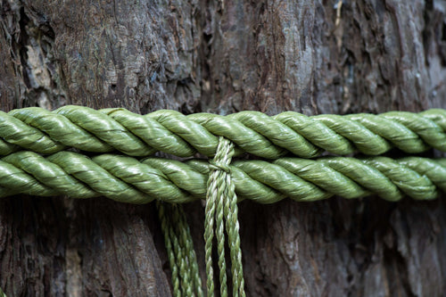 大福茶(おおぶくちゃ)とは?お正月に飲む縁起の良いお茶