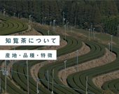 知覧茶について|産地・品種・特徴 - 知覧茶専門店 YOGŪ