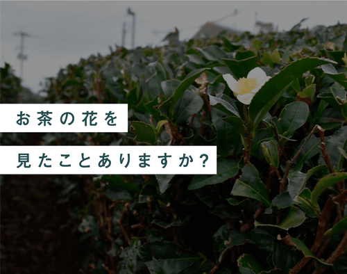 お茶の花を見たことありますか? - 知覧茶専門店 YOGŪ
