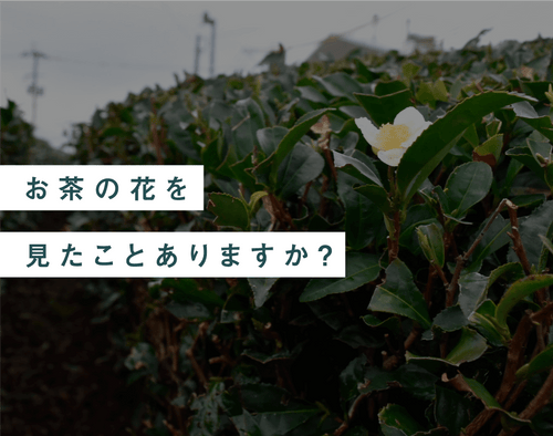 お茶の花を見たことありますか？ - 知覧茶専門店 YOGŪ