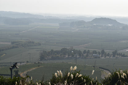 産地である鹿児島県南九州市の茶畑の景色です。